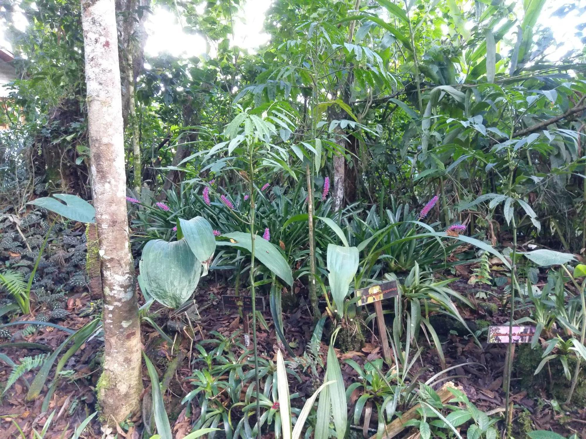 Villa Refugio De Orquideas à Oxapampa Extérieur photo
