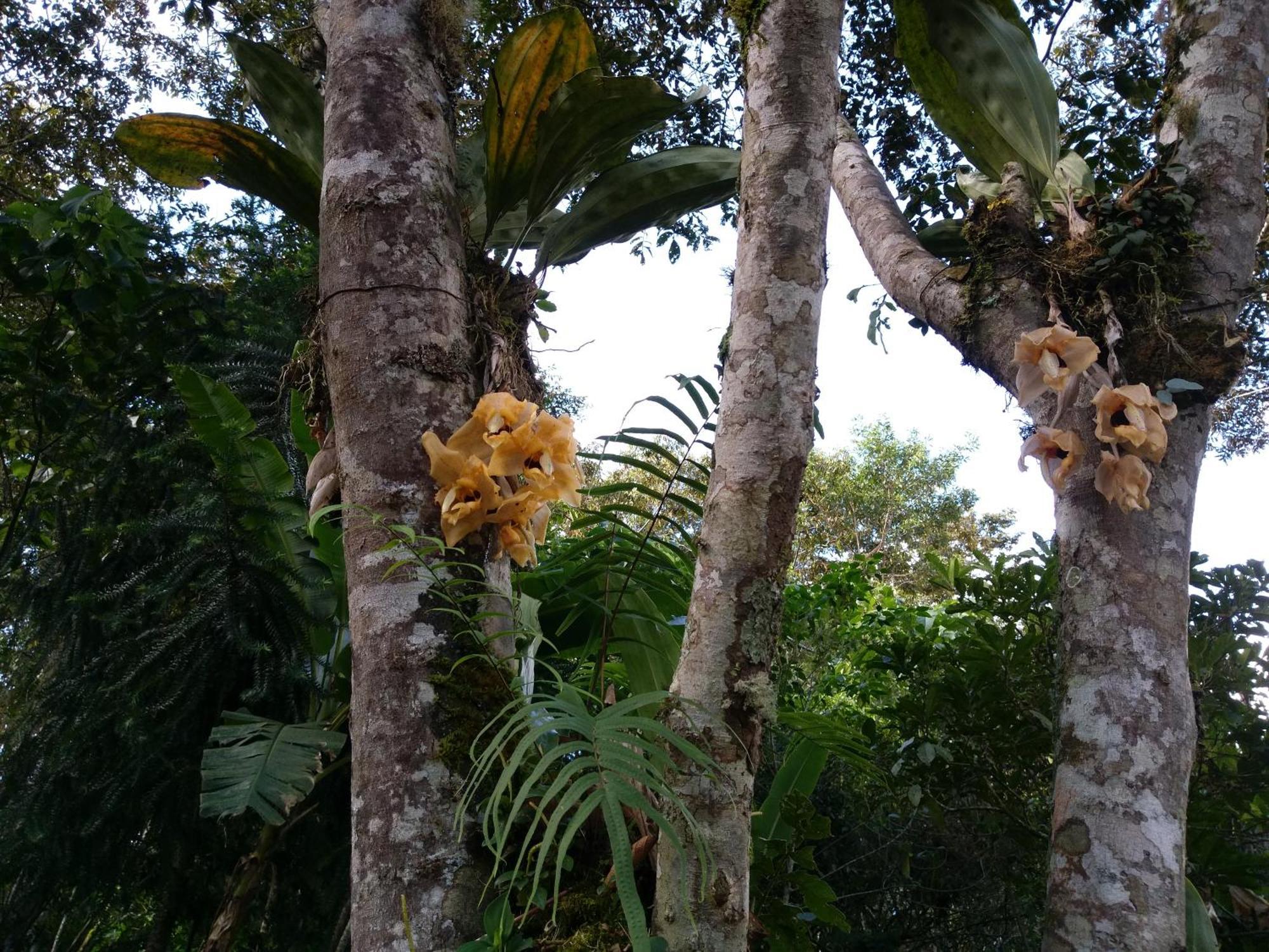 Villa Refugio De Orquideas à Oxapampa Extérieur photo