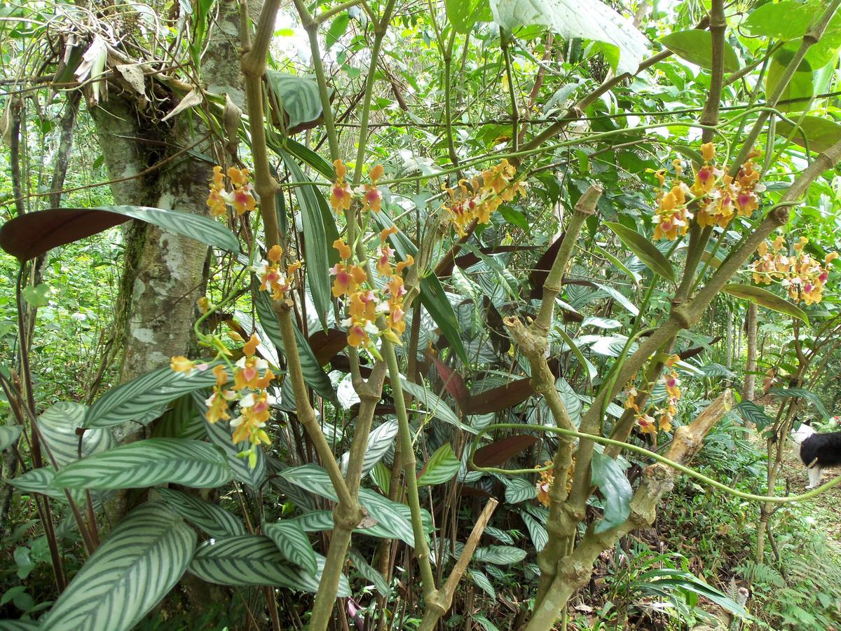 Villa Refugio De Orquideas à Oxapampa Extérieur photo