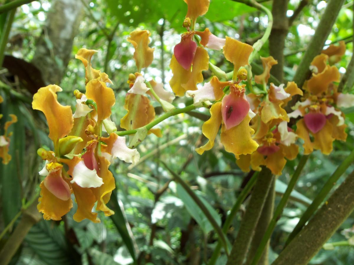 Villa Refugio De Orquideas à Oxapampa Extérieur photo